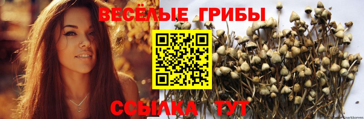 Галлюциногенные грибы Cubensis Шебекино